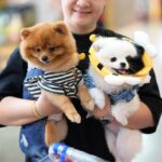 2026年第24届泰国国际狗展览会 Thailand International Dog Show (TIDS 2026)