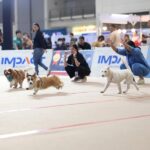 2026年第24届泰国国际狗展览会 Thailand International Dog Show (TIDS 2026)